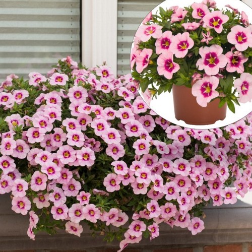 Calibrachoa 'Bloomtastic Rose Quartz' - Puispetuunia 'Bloomtastic Rose Quartz' P9/0,55L